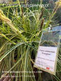 Carex oshimensis 'Everglow' - Laîche d'Oshima