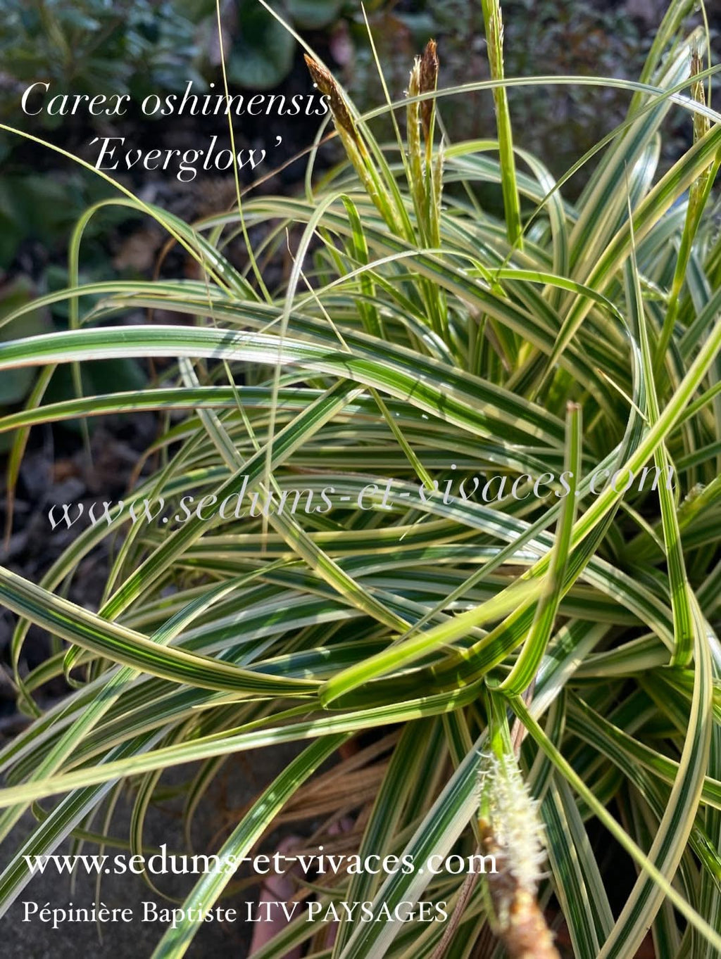 Carex oshimensis 'Everglow' - Laîche d'Oshima