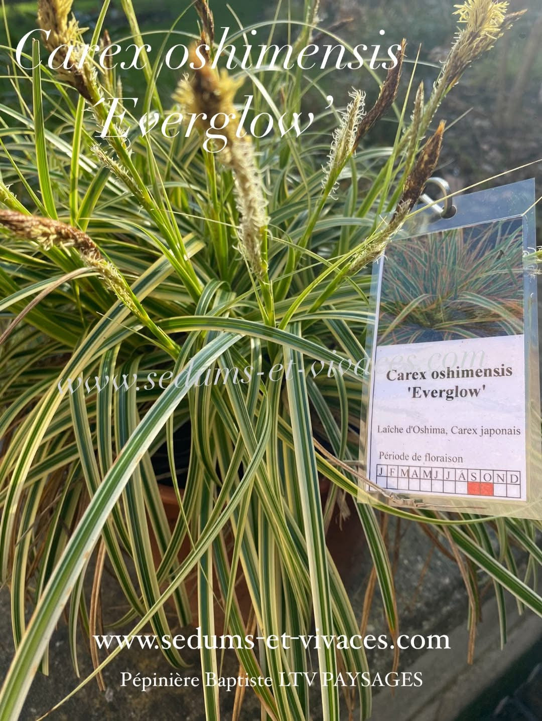 Carex oshimensis 'Everglow' - Laîche d'Oshima