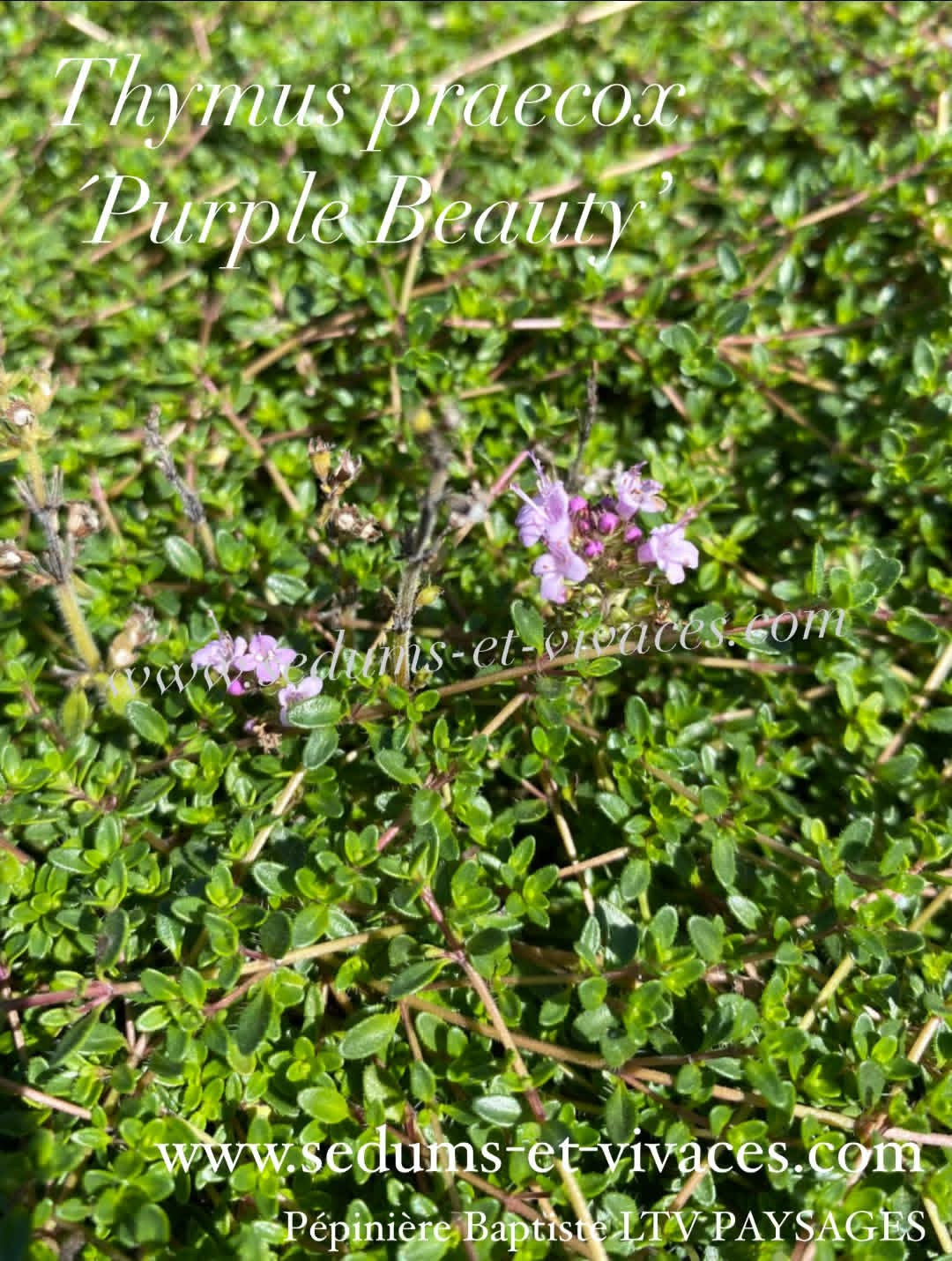 Thymus praecox 'Purple Beauty' (='Atropurpureum') - Thym couché 'Purple Beauty' - Thym précoce