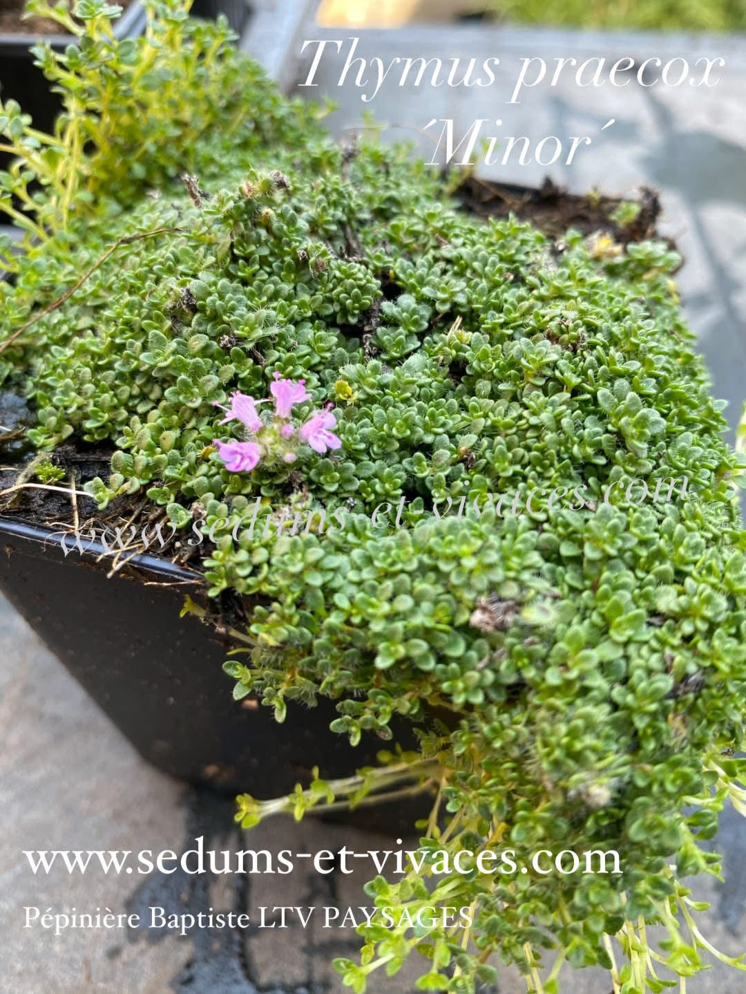 Thymus praecox 'Minor' - Thym couché 'Minor' - Thym précoce