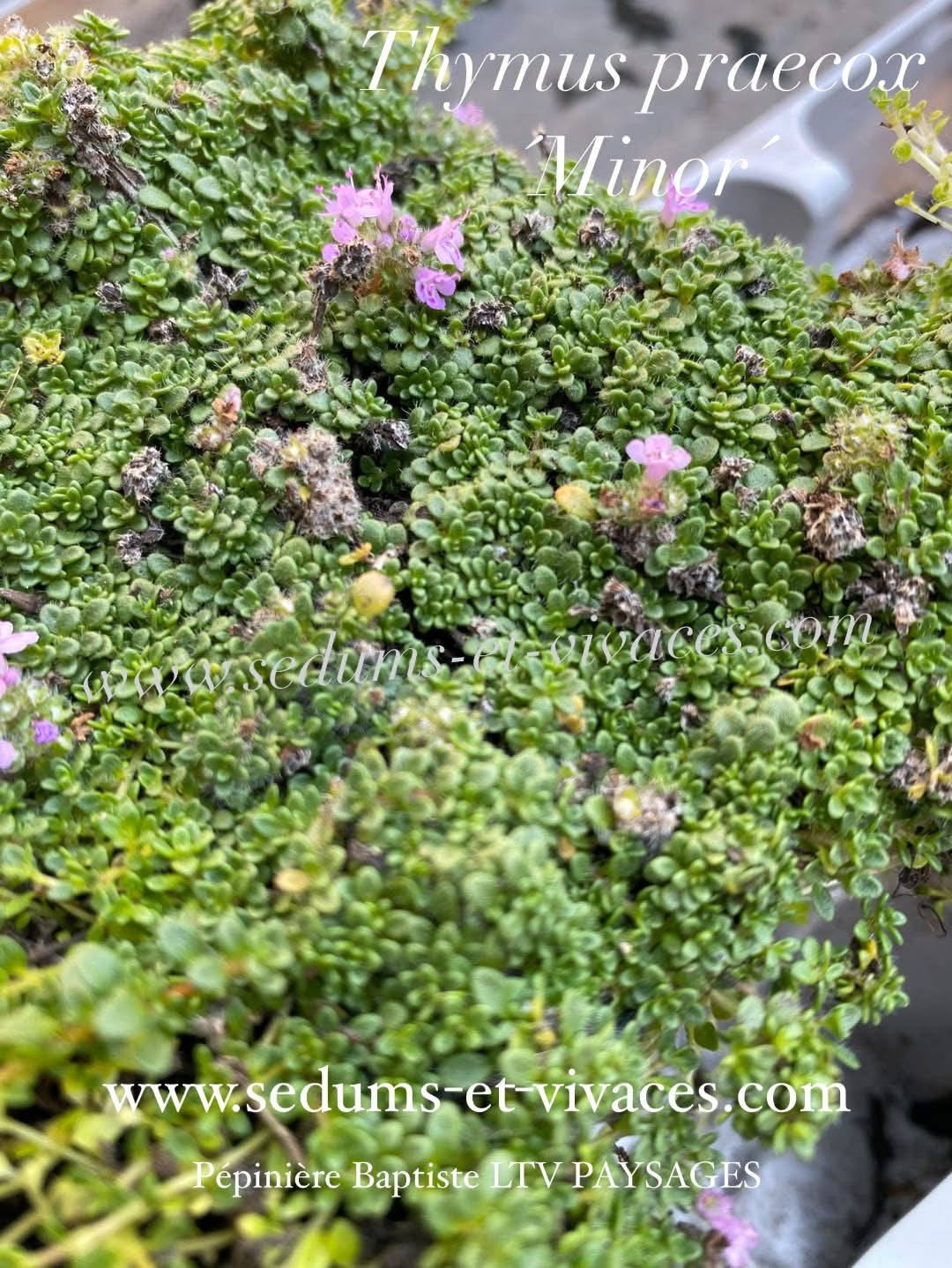 Thymus praecox 'Minor' - Thym couché 'Minor' - Thym précoce