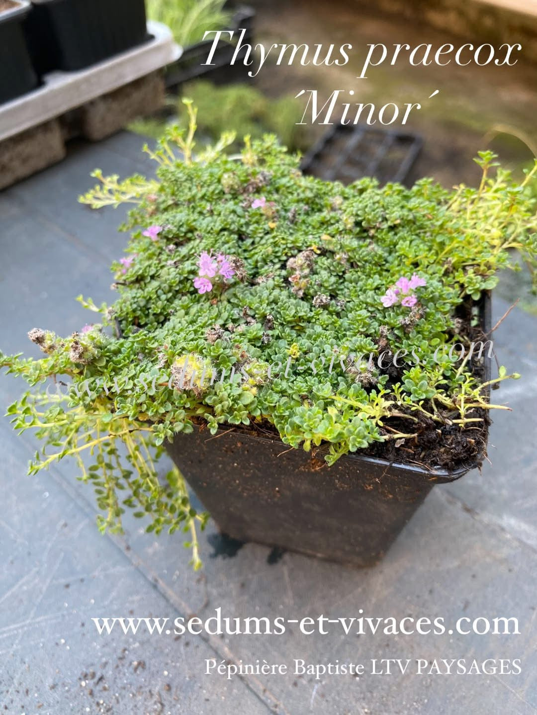 Thymus praecox 'Minor' - Thym couché 'Minor' - Thym précoce