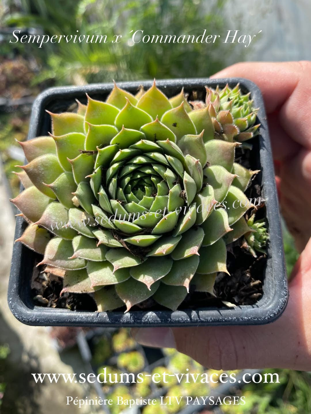Sempervivum x 'Commander Hay' - Joubarbe
