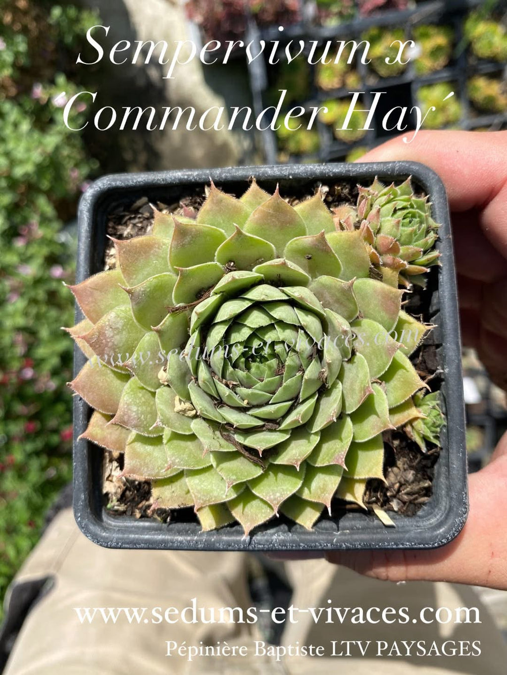 Sempervivum x 'Commander Hay' - Joubarbe