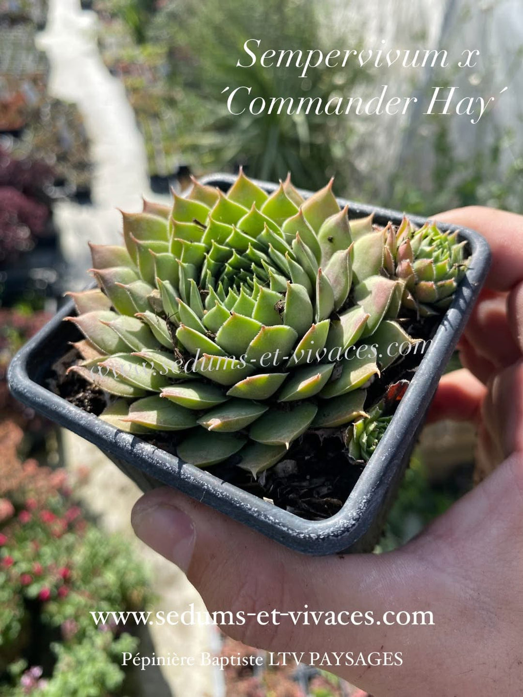 Sempervivum x 'Commander Hay' - Joubarbe