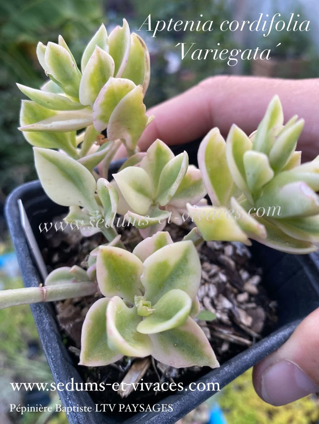Aptenia cordifolia 'Variegata' - Ficoide à feuilles en coeur