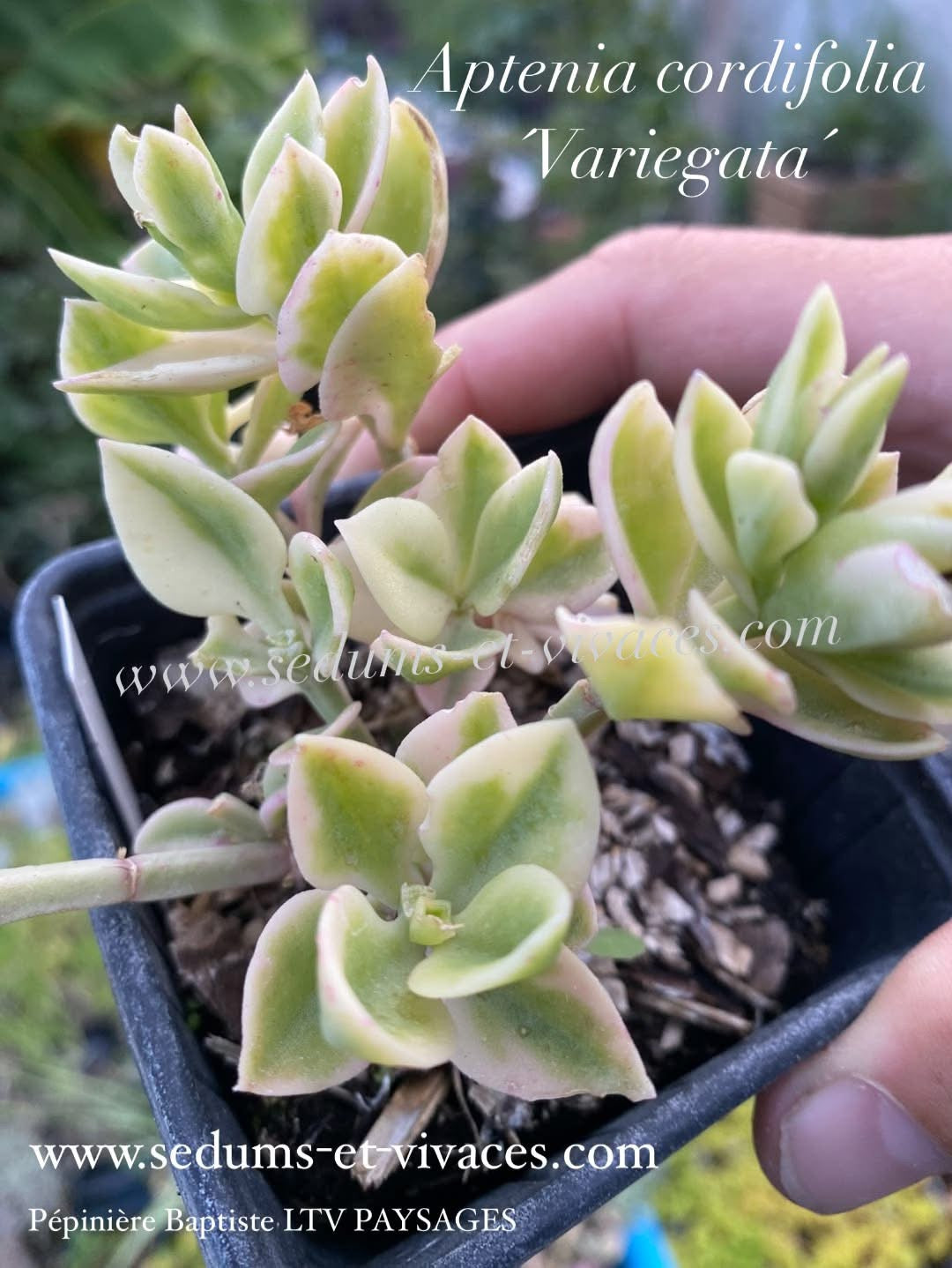Aptenia cordifolia 'Variegata' - Ficoide à feuilles en coeur