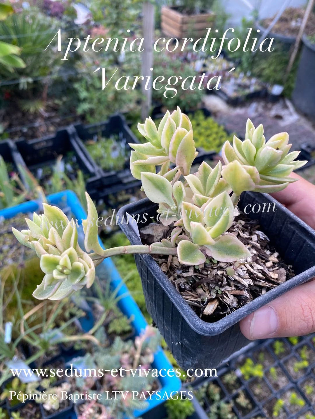 Aptenia cordifolia 'Variegata' - Ficoide à feuilles en coeur