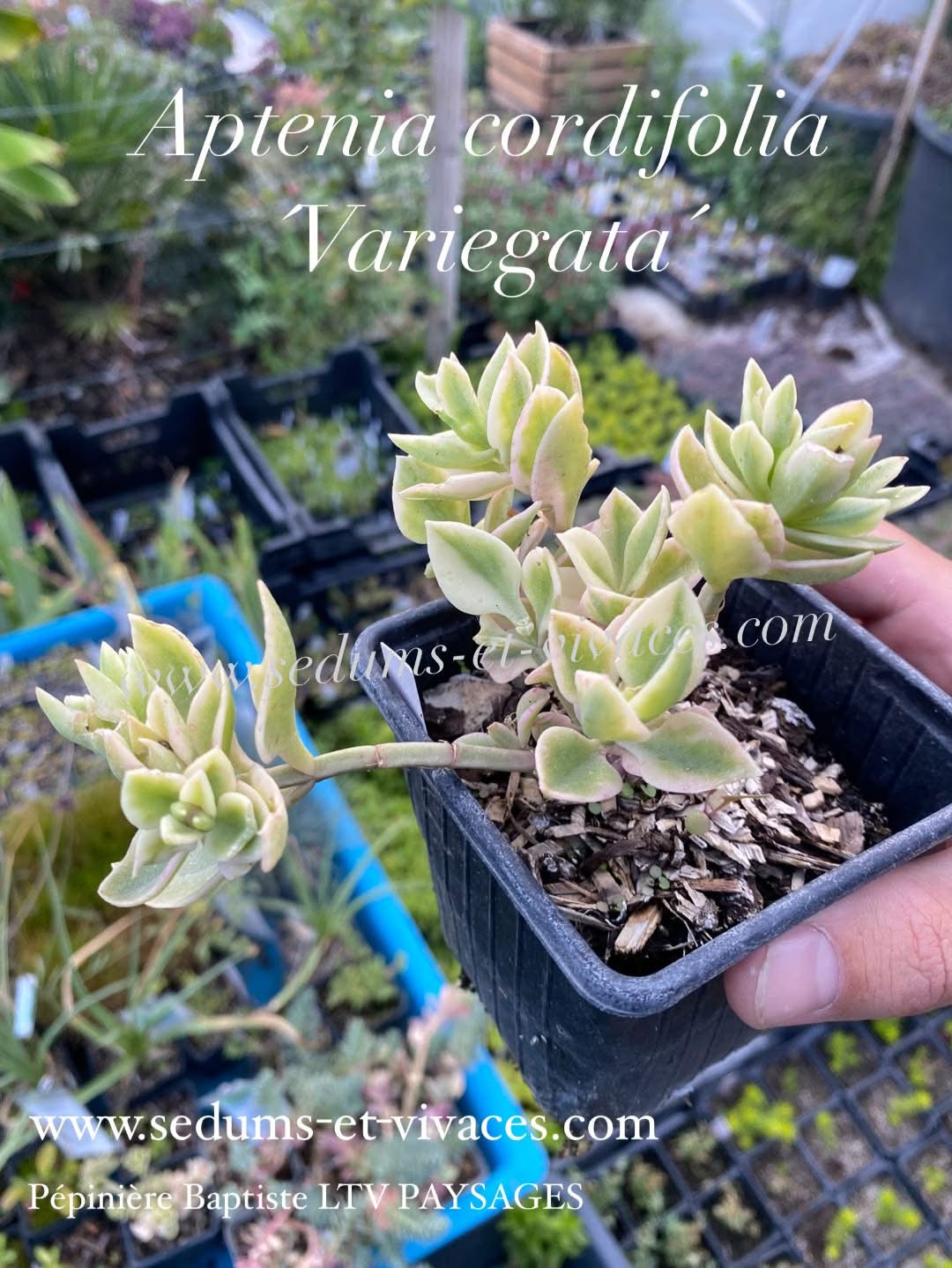 Aptenia cordifolia 'Variegata' - Ficoide à feuilles en coeur