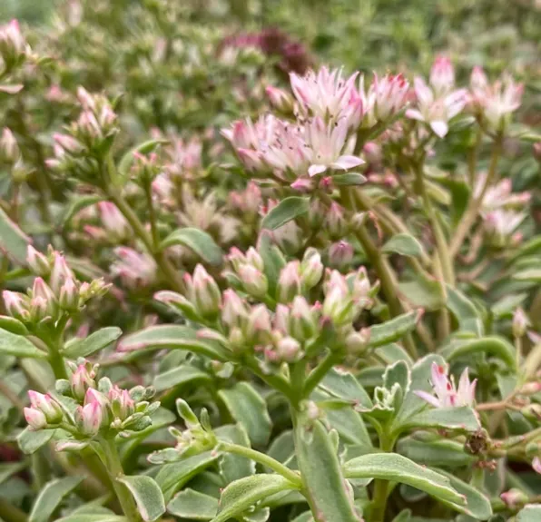 Phedimus spurium 'Variegatum' - Sedum