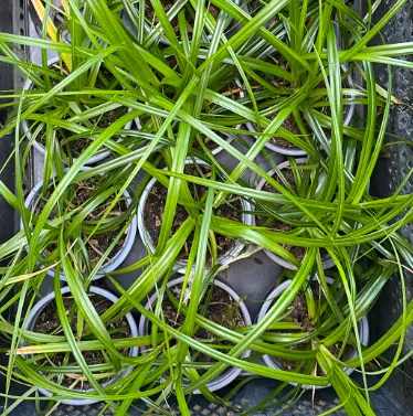 Carex x 'Dark green' - Laîche