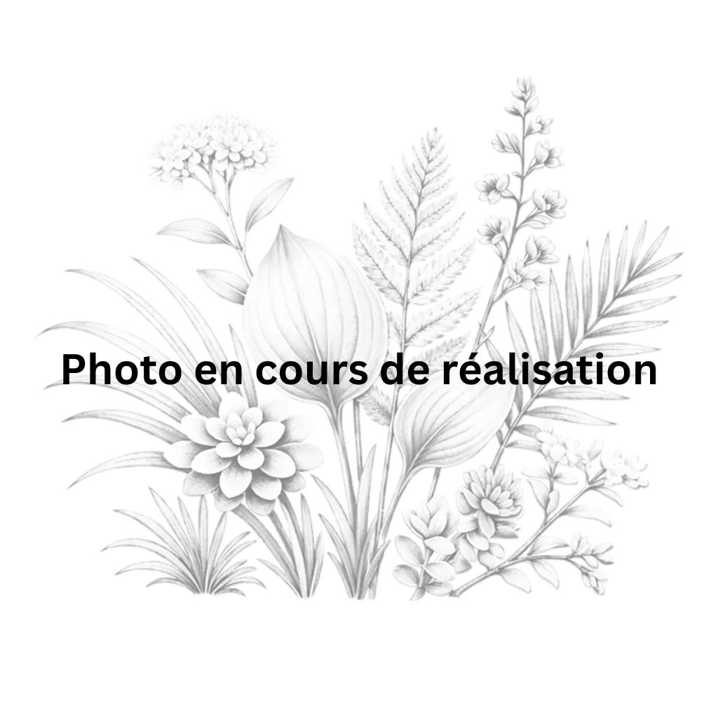 Preslia cervina - Menthe des cerf