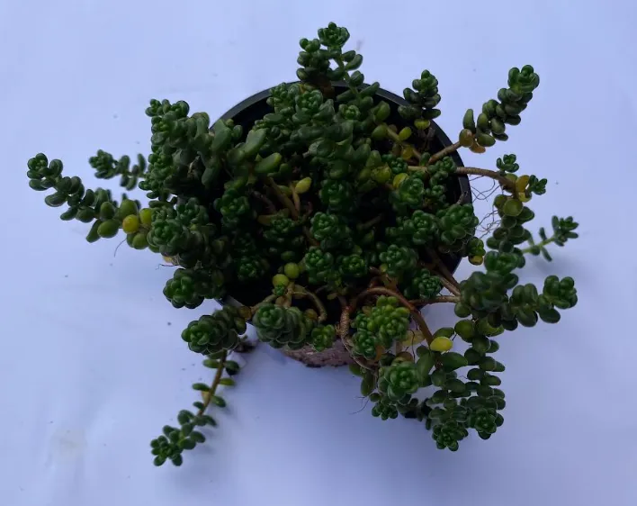 Sedum album 'Athoum' - Sedum