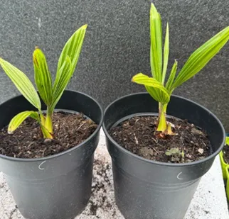 Trachycarpus fortunei