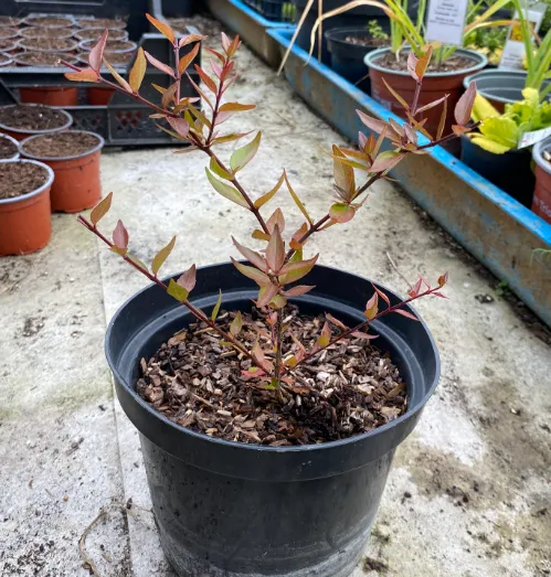 Abelia x grandiflora - Abelia