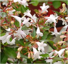 Abelia x grandiflora