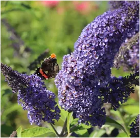 Buddleja x davidii empire blue