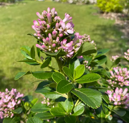 Escallonia laevis 'Pink Elle Lades' - Escallonia