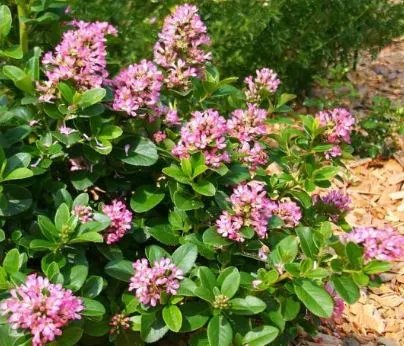 Escallonia laevis 'Pink Ellle Lades'