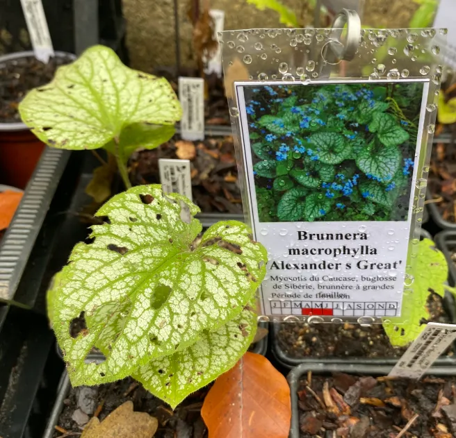 Brunnera macrophylla 'Alexander's Great' - Myosotis du Caucase