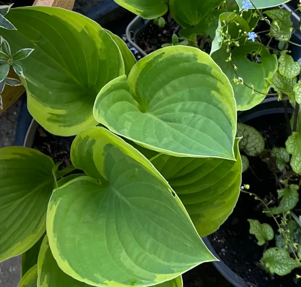 Hosta fortunei 'Aureomarginata' - Hosta