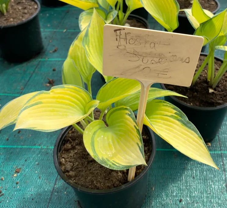 [302009] Hosta tardiana 'June' - Hosta