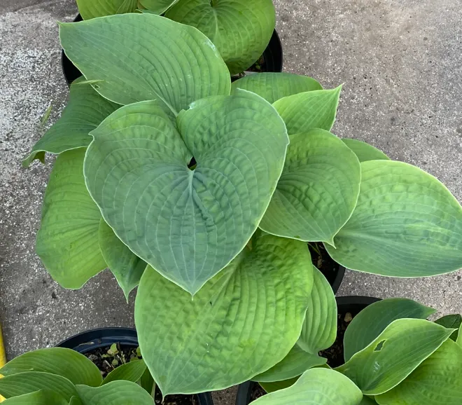Hosta sieboldiana 'Elegans' - Hosta