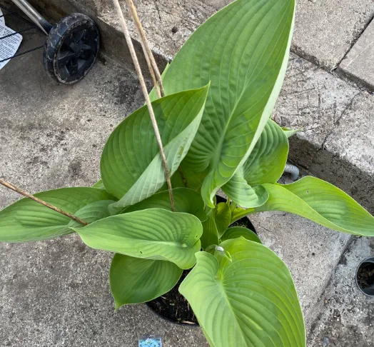 [302018] Hosta x 'Express Wu' - Hosta