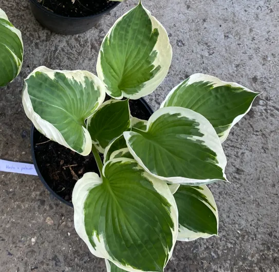 [302019] Hosta fortunei 'Patriot' - Hosta