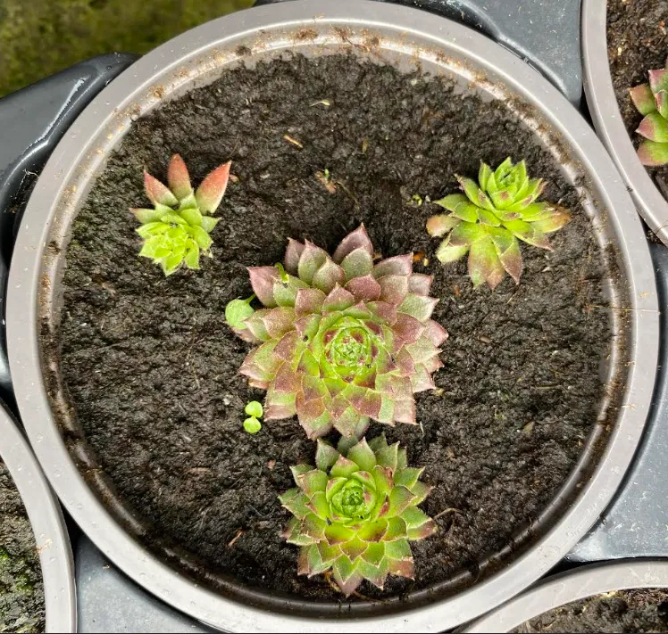 [302302] Sempervivum rouge et jaune - Joubarbe