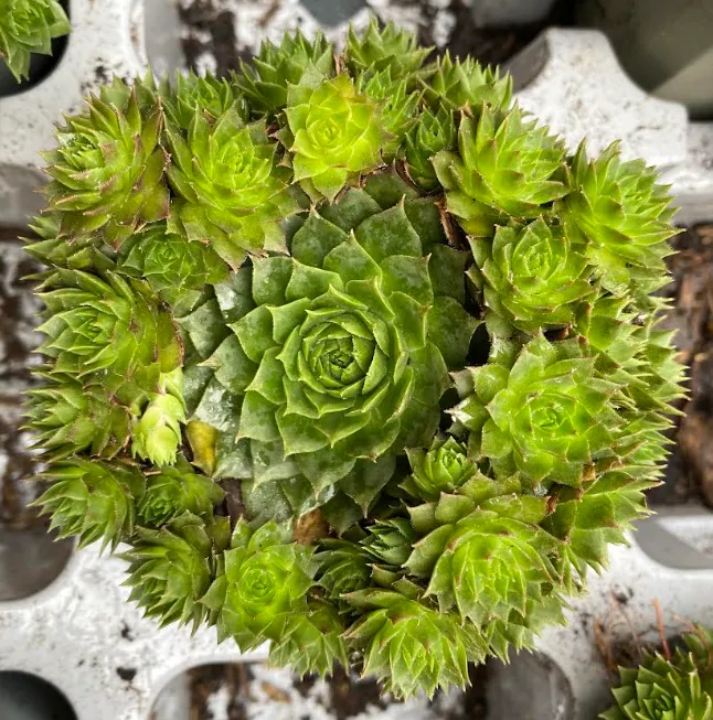 [302303] Sempervivum x 'Green Wheel' - Joubarbe