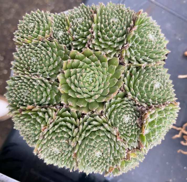[302304] Sempervivum arachnoideum 'Kramer Spinrad' - Joubarbe