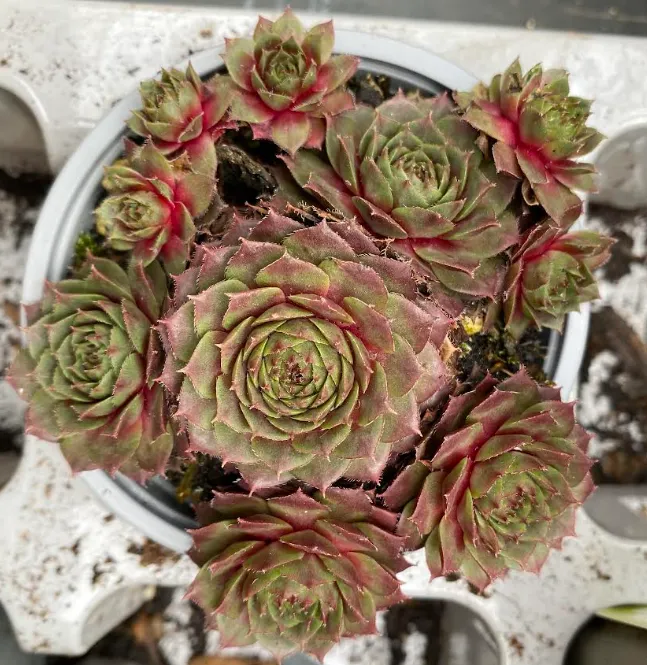 [302305] Sempervivum x 'Othello' - Joubarbe