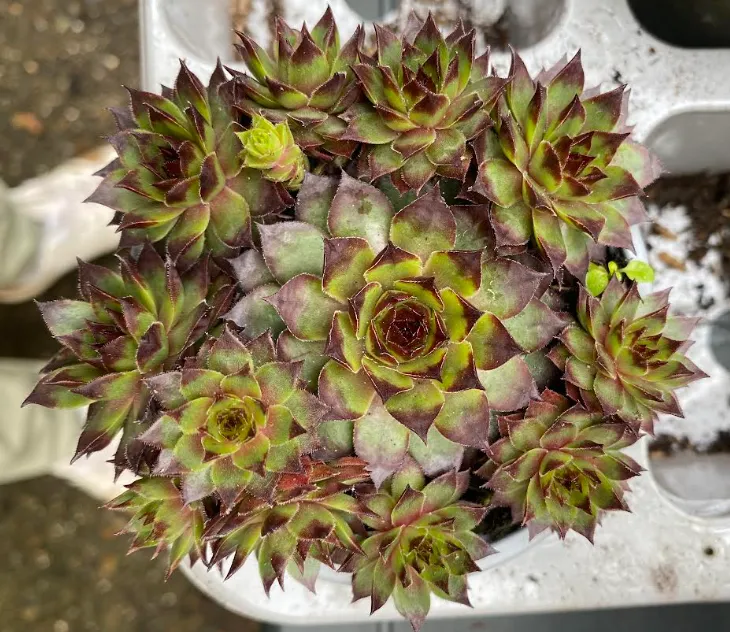 [302306] Sempervivum x 'Black Top' - Joubarbe