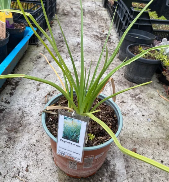 Kniphofia uvaria - Tison de Satan