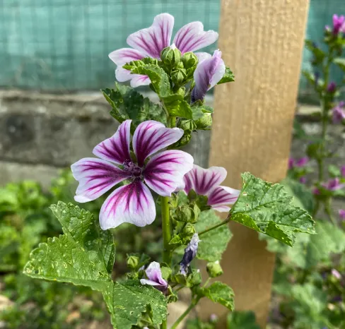 Malva sylvestris 'Zebrina Blue' - Mauve des bois