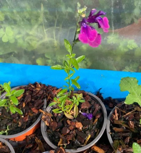 Salvia jamensis 'Nachtvlinder' - Sauge arbustive