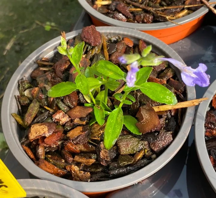 Salvia microphylla 'Delice Aquamarine' - Sauge arbustive