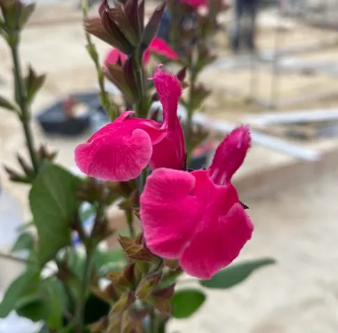 Salvia involucrata 'Mulberry Jam' - Sauge arbustive