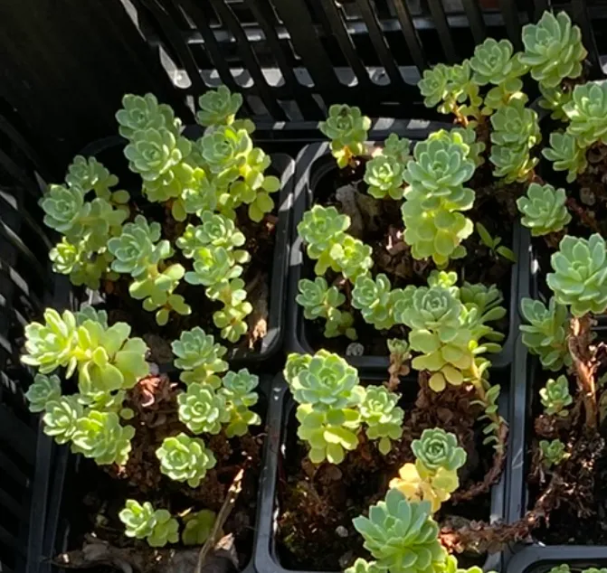 Sedum pachyclados - Sedum