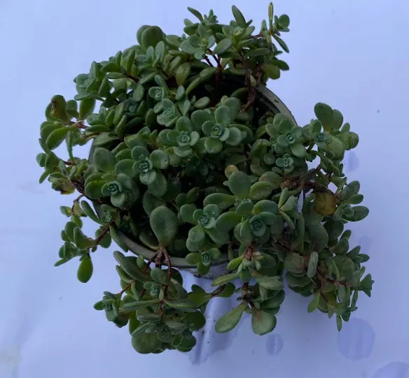 Hylotelephium cauticola 'Lidakense' - Sedum