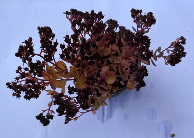 Hylotelephium cauticola 'Robustum'