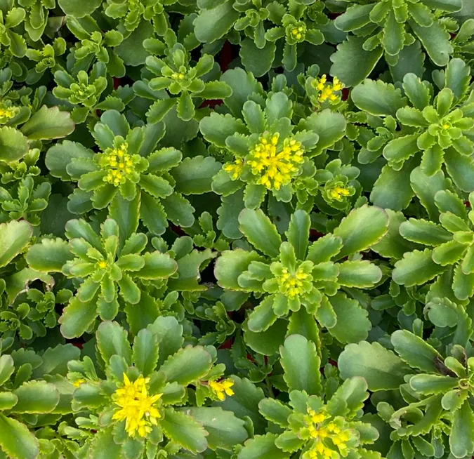 Sedum kamtchaticum - Sedum