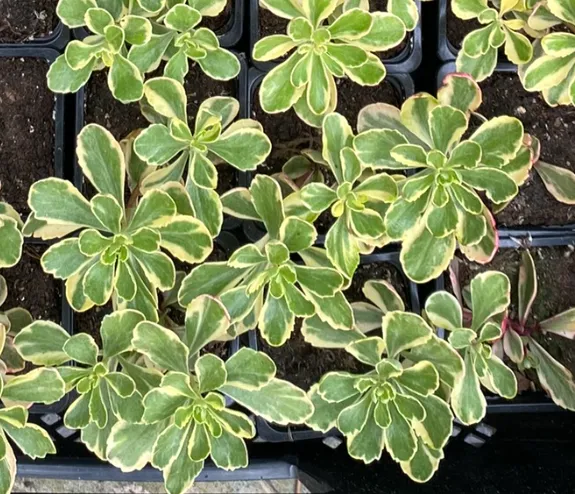 Sedum kamtchaticum 'Variegatum' - Sedum