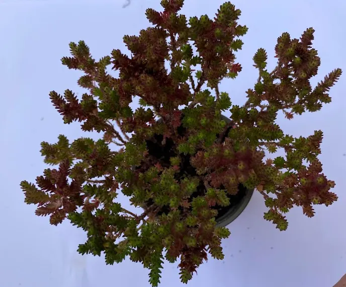 Sedum moranense - Sedum