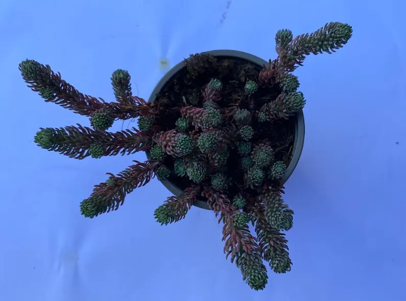 Petrosedum forsterianum 'Silver Stone' - Sedum