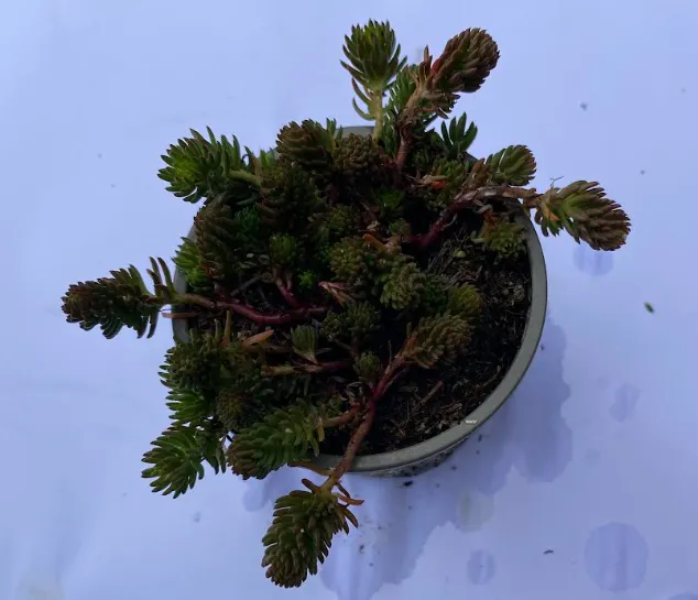 Petrosedum montanum - Sedum