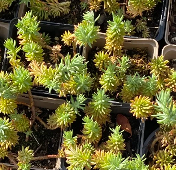 Sedum rupestre - Sedum