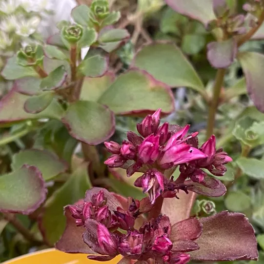 Sedum spurium 'Purple Winter' - Sedum